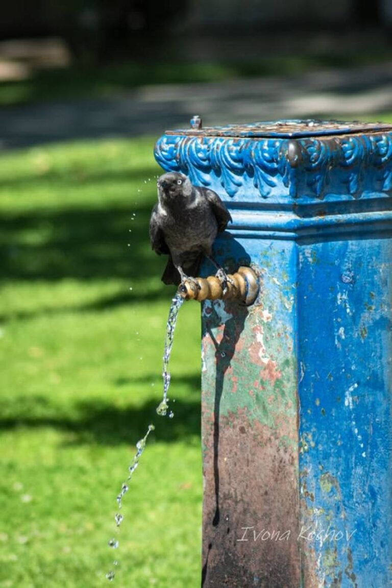 Голтка вода – Брилијантна фотографија на битолчанката Ивона Кочов